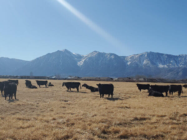 Cows in a pasture against a mountain view