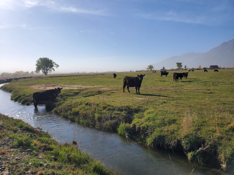 Cows in a pasture by a stream