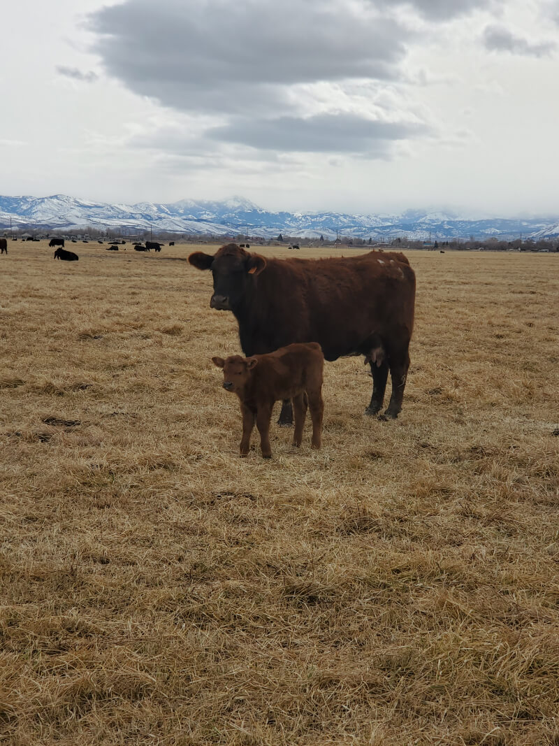 A cow and her baby