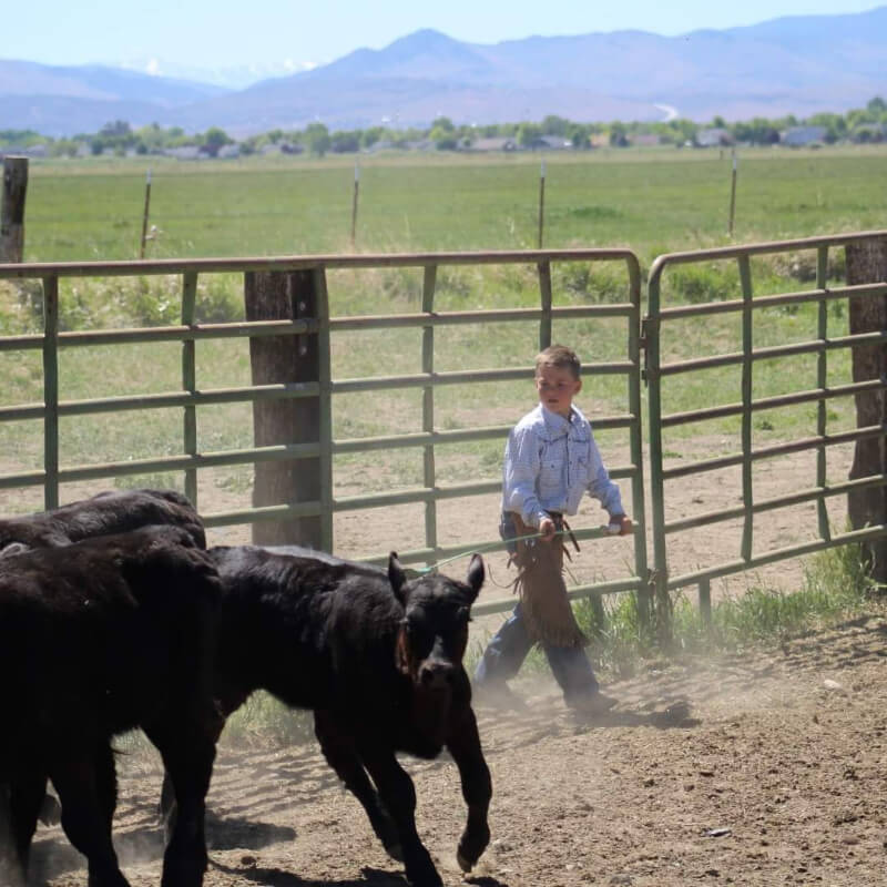 Cows in the fence with a boy walking by