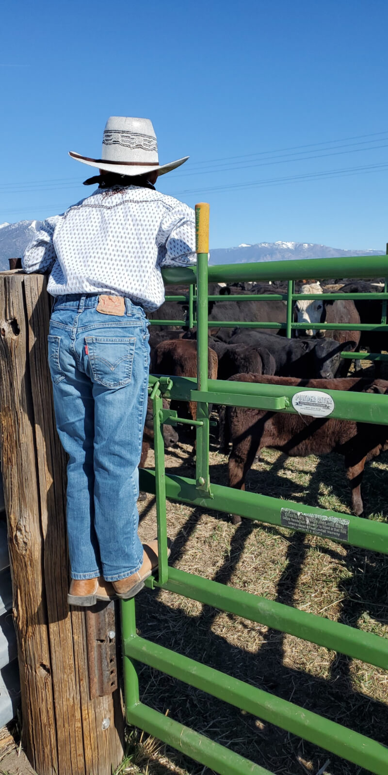 A worker standing on the fence peering over at the cows