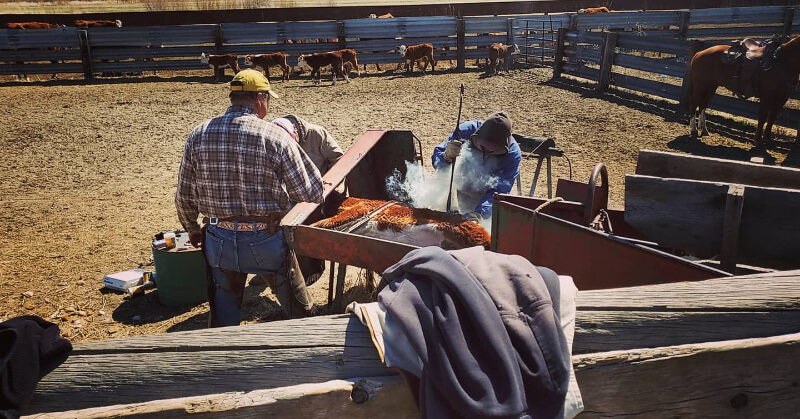 Workers working on the farm