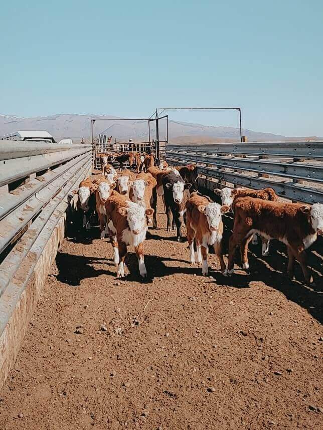 Young curly haired cows with white and brown colored fur waiting in line